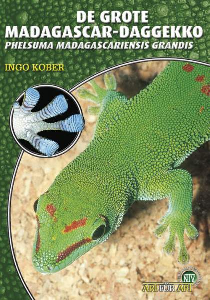 De grote madacasgar-daggekko